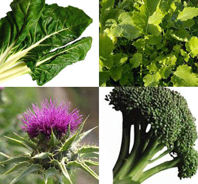 La acelga, los grelos, el cardo y el brócoli son fuentes vegetales de calcio
